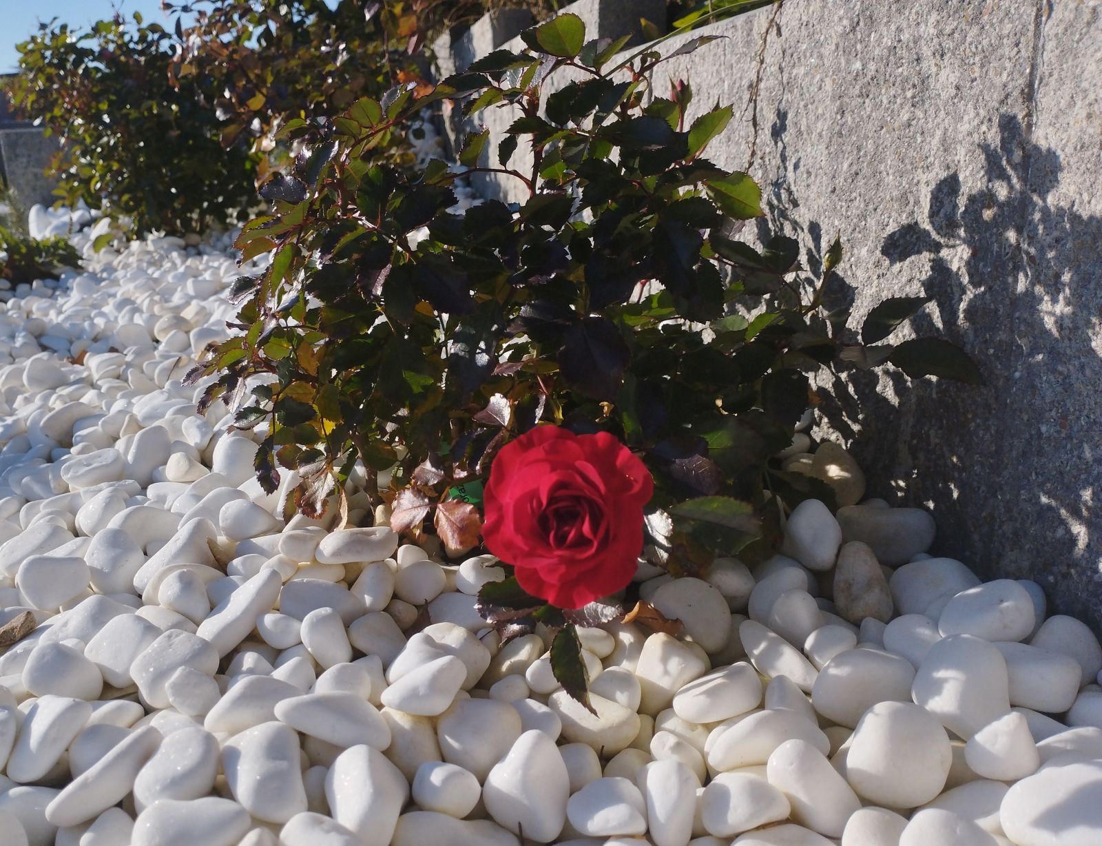 Usługi ogrodnicze Myślenice – nasadzenia i aranżacja zieleni