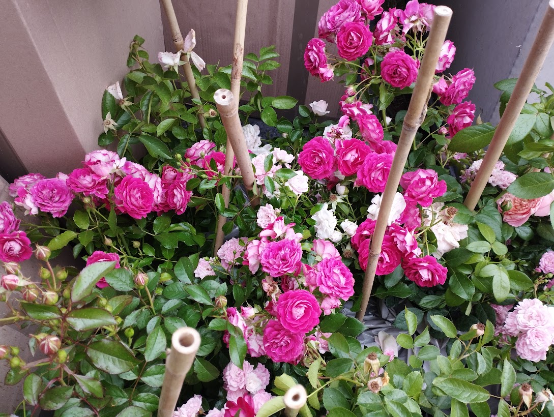 Schody ogrodowe i aranżacja rabat – Kraków